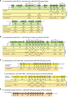 Functional characterization of VirB/VirD4 and Icm/Dot type IV secretion systems from the plant-pathogenic bacterium Xanthomonas euvesicatoria